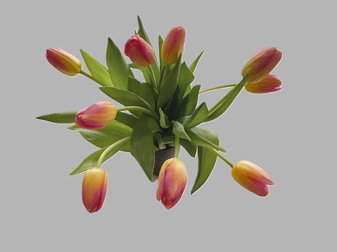 High-angle view of peach tulips