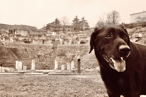 Sepia photo of a black Labrador retriever dog with in the background the Famous Fourviere Lyon Roman theatre in France.