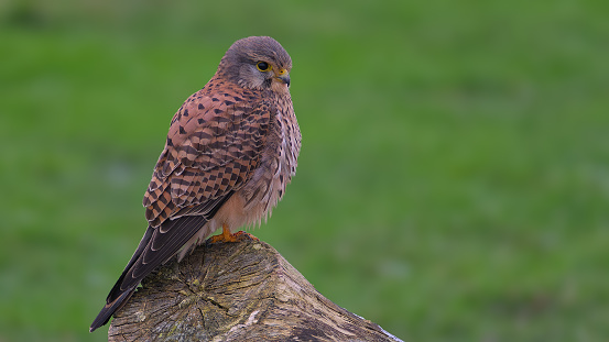 Spacious countryside. Common kestrel in search of prey. A typical inhabitant of open, dry spaces. Willingly settles in anthropogenic landscapes, even in cities. The diet is dominated by small rodents.