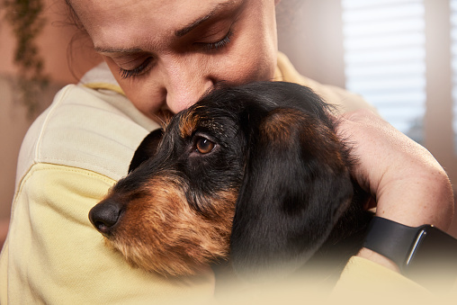 A woman suggles her wire haired daschund puppy at home