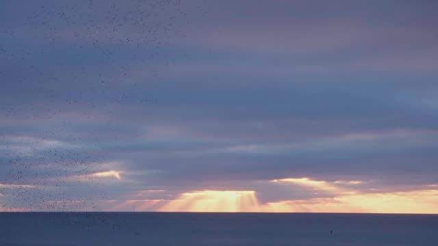 Swallows Murmurate and Fly Across a Beautiful Sunset at Sea. Slow Motion Shot