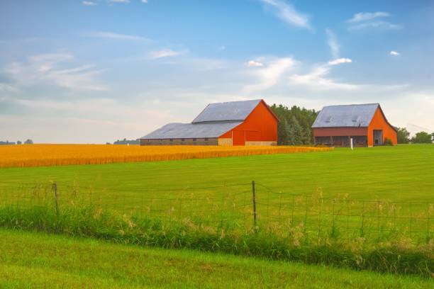istock Old Weathered Barns with wheat field- Howard County, Indiana 2002648144