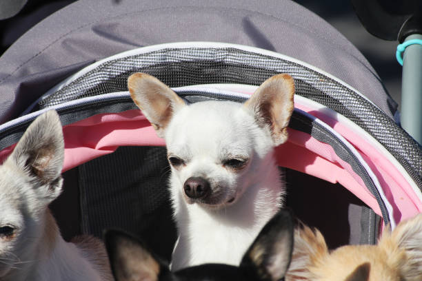 chico, o chihuahua, passeando de carrinho com os amigos - chihuahua dog pet carrier puppy - fotografias e filmes do acervo