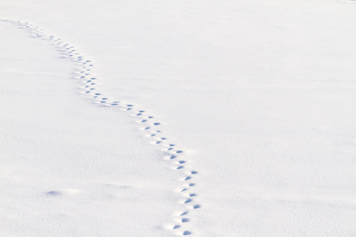 Footsteps in snow surface