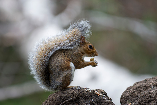 A Douglas Squirrel (Tamiasciurus douglasii) perched in a tree eating. It is sometimes known as the chickaree or pine squirrel. They are found in the Pacific Northwest of North America, including the coastal states of the United States as well as the southwestern coast of British Columbia.