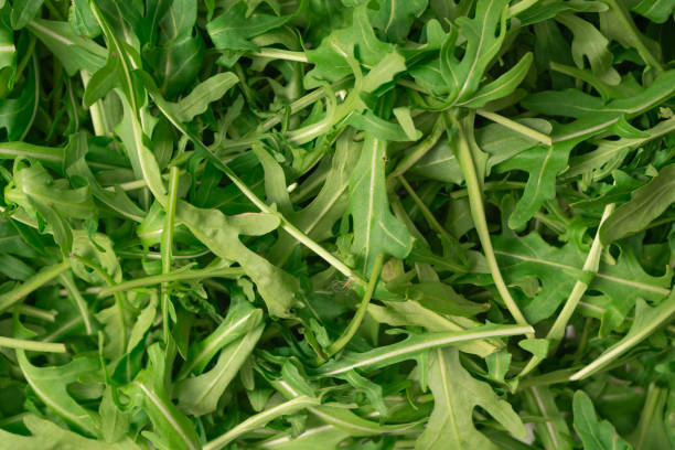 istock Fresh leaves of arugula as a background. 2002662237