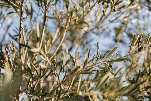 istock Olive tree in sunlight on Serifos island, Cyclades, Greece 2002668624