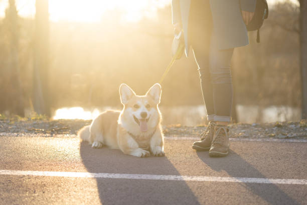 A woman is taking a rest  with her dog while walking in the park