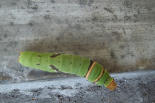 Voracious plant-eating pests are caterpillars. Hairless caterpillars are cute, cute animals but their ways are quite ridiculous. When these caterpillars eat leaves, in a matter of hours, the plants can become bare. So that these caterpillar pests are immediately eradicated.