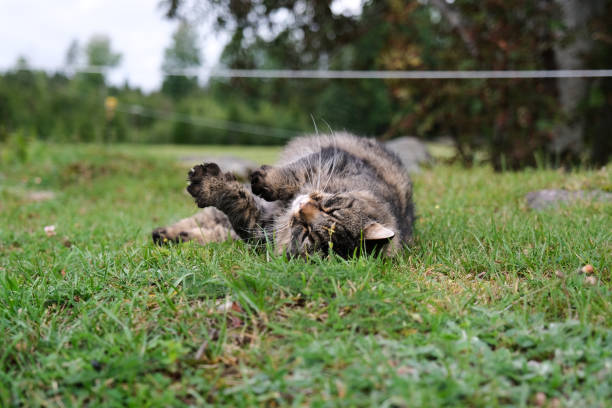 istock Pretty, cute cat on a meadow playing in Skaraborg Sweden 2002680644