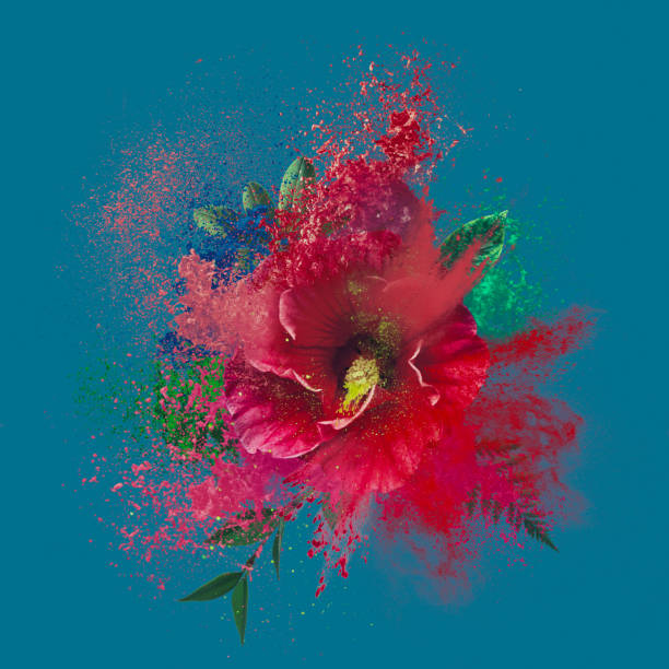 Abstract Explosion of hibiscus flower stock photo