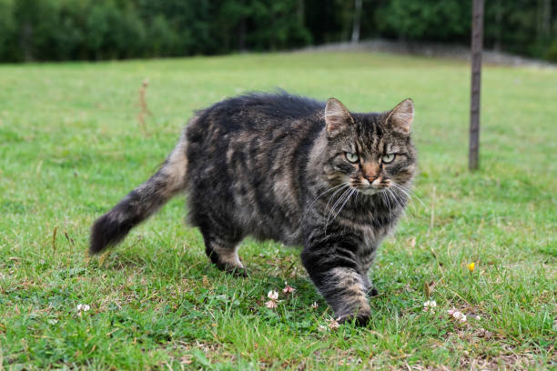 istock Pretty, cute cat on a meadow playing in Skaraborg Sweden 2002682735