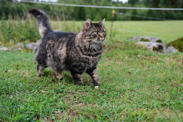 istock Pretty, cute cat on a meadow playing in Skaraborg Sweden 2002682736