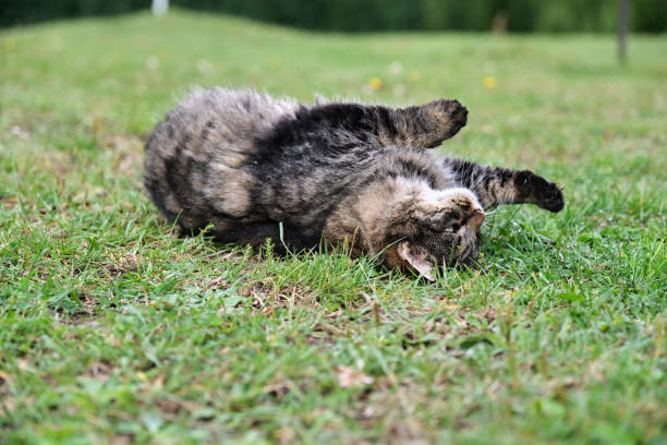 istock Pretty, cute cat on a meadow playing in Skaraborg Sweden 2002682740