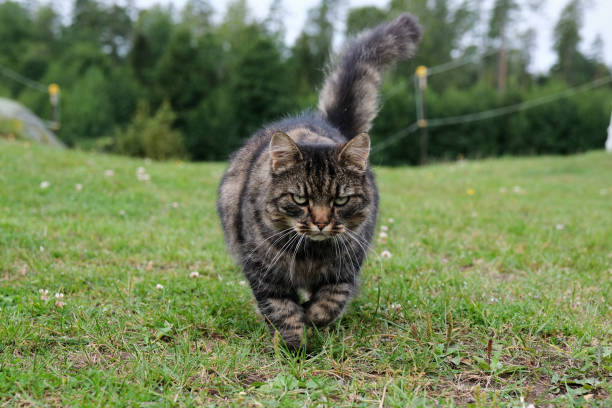 istock Pretty, cute cat on a meadow playing in Skaraborg Sweden 2002682743