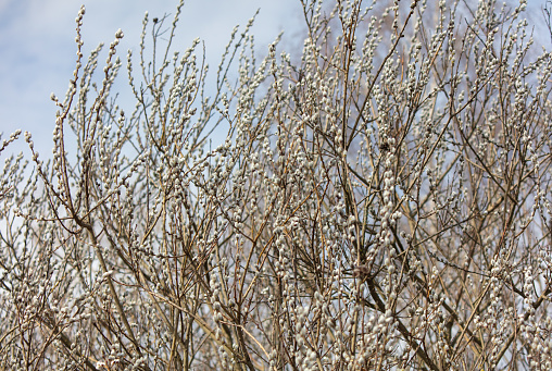 Willow branches with catkins on a background of blue sky