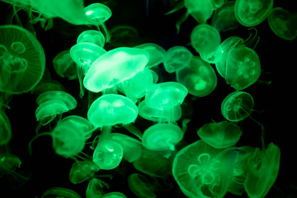jellyfish glowing green on a black background
