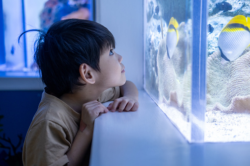Asian boy looking at fish in a sea aquarium