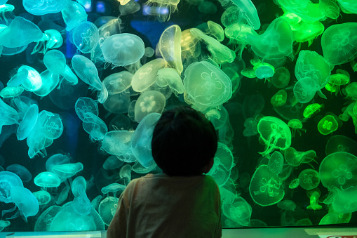 Asian boy looking at blue-green jellyfish in a marine aquarium