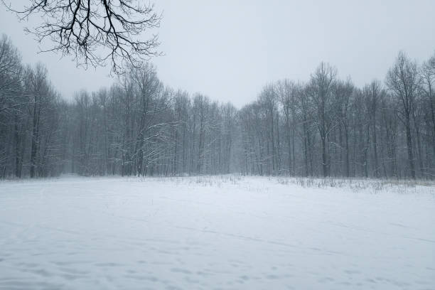 istock Winter northern forest. Ground is covered with snow. 2002697406