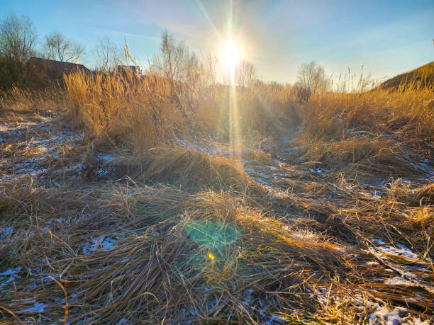 Morning in the village. First snow on dry grass.