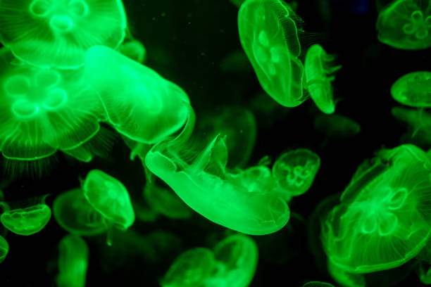 istock jellyfish glowing green on a black background 2002700088