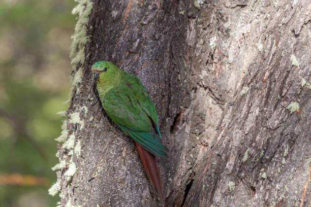 nice view of the beautiful, wild parrot on patagonian soil. - argentina patagonia andes landscape стоковые фото и изображения