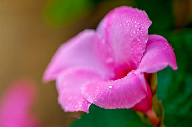 Pink Mandevilla blossom with water droplets on petals