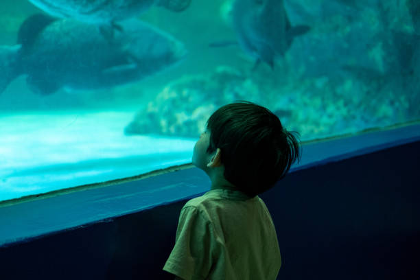 Sea turtle swimming gracefully in a large aquarium tank, surrounded by coral reefs and various fish species in deep blue water