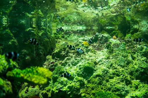 School of Nemo fish in a marine aquarium arranged with water plants and rocks.