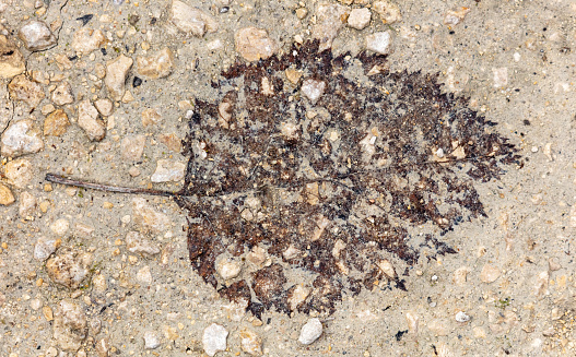 Dry leaf on the sand. Close-up.