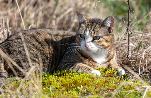 European Shorthair cat on the ground in nature. Selective focus