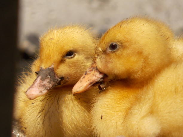 istock a group of ducks are gathering 2002713889