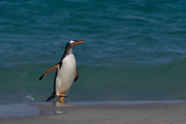 gentoo penguin coming ashore - bird black penguin gentoo penguin imagens e fotografias de stock