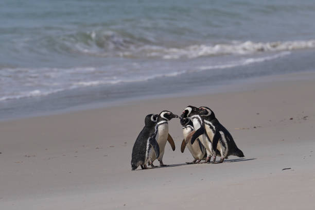 istock Group of Magellanic Penguins 2002724668