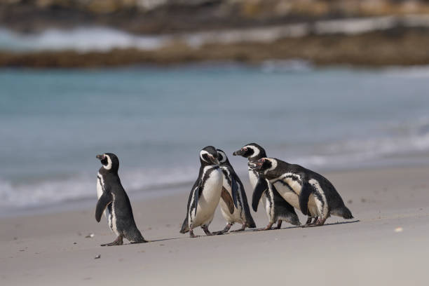 istock Group of Magellanic Penguins 2002726855