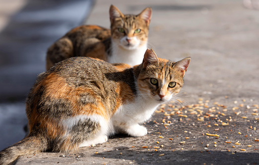 Portrait of two stray cats at the street. Pet love, animals, cats and togetherness concepts. Horizontal close-up.
