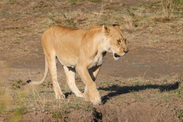 istock a lioness in Maasai Mara NP 2002742774
