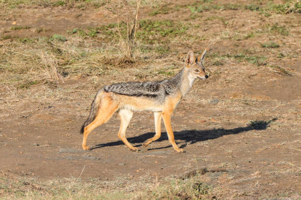 istock a black backed jackal in Maasai Mara NP 2002743294