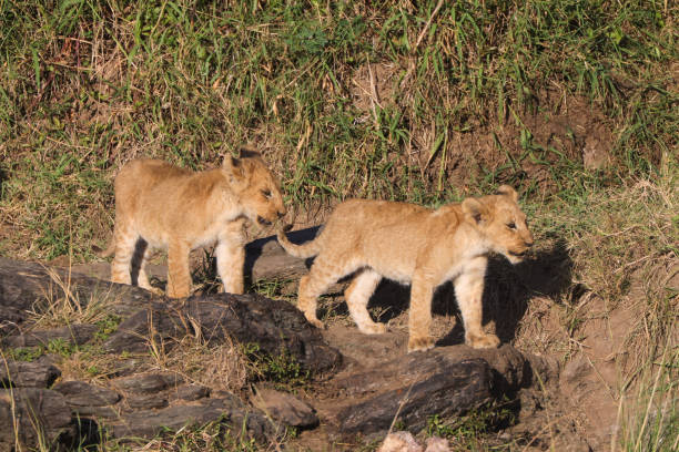 istock two lion cubs in Maasai Mara NP 2002743300