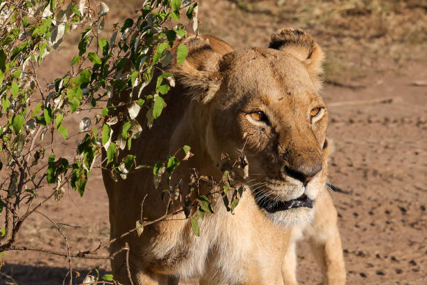 a lioness in Maasai Mara NP
