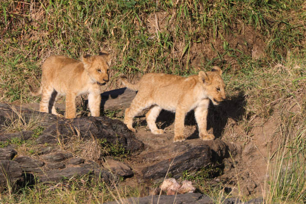 istock two lion cubs in Maasai Mara NP 2002743815