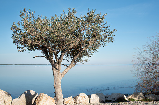 Close-up of an olive tree standing on the coast. In the background, the blue sea and the blue sky of southern Europe