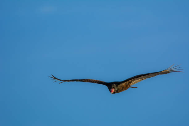 istock Vulture in flight in the sky 2002756377