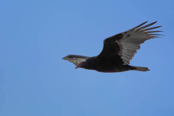 istock Vulture in flight in the sky 2002756378