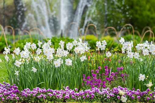 White Narcissus and fountain in Swedish park. Shallow focus.