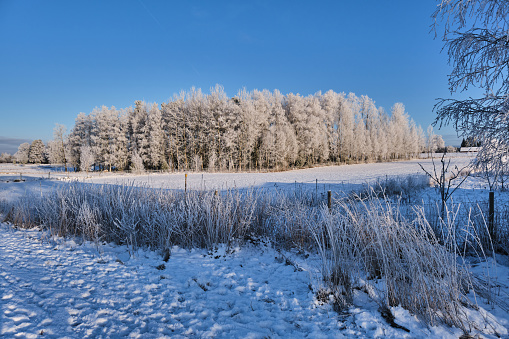 Blue ice and cracks on the surface of the ice. Frozen lake under a blue sky in the winter. The hills of pines. Winter. Carpathian, Ukraine, Europe