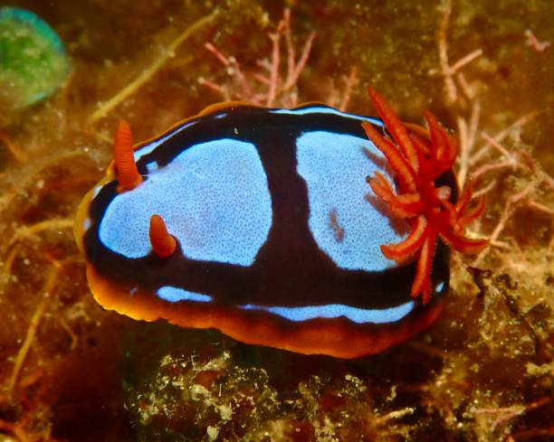 istock Western Australian nudibranch 2002784441