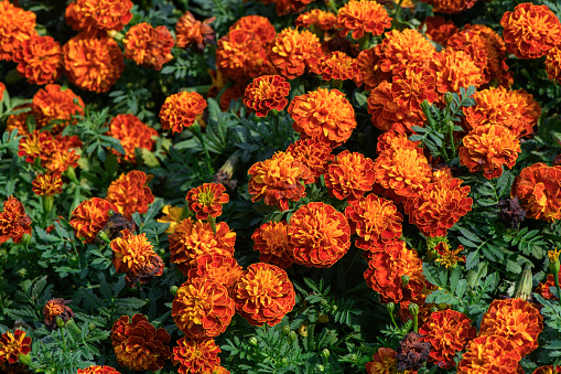 beautiful marigold flower in garden, flower on top view and flower background