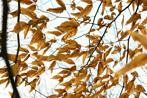 Fall leaves at Rockwood conservation area